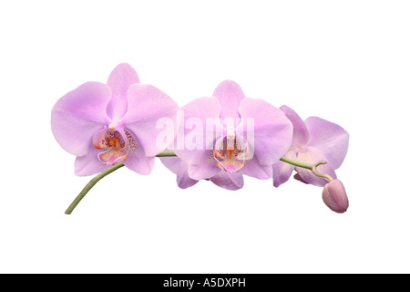 Orchidée papillon (Phalaenopsis hybride), l'ordre du développement des fleurs, série photo 8/9 Banque D'Images