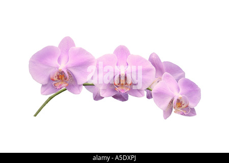 Orchidée papillon (Phalaenopsis hybride), l'ordre du développement des fleurs, série photo 9/9 Banque D'Images