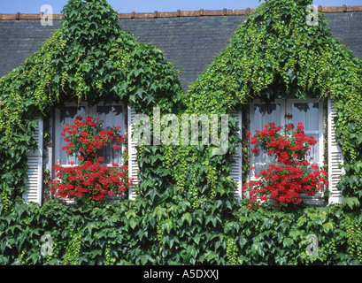 Le lierre de Boston, le japonais du Parthenocissus tricuspidata (réducteur), les pignons, France, Bretagne, Saint Thegonnec Banque D'Images