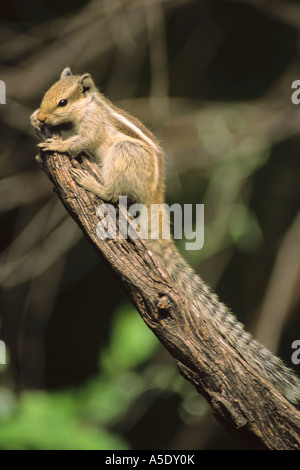 Les tamias de Sibérie et de l'ouest-américain (Eutamias spec.), des animaux sur une branche, l'Inde, le Ghana Keoladeo NP Banque D'Images