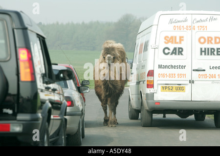 Aller à pied de chameau de Bactriane humour animaux vivant plus grand désert ralentisseurs des pattes entre rue rue piétonne entre voiture bus rencontrez Banque D'Images