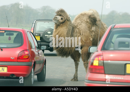 Aller à pied de chameau de Bactriane humour animaux vivant plus grand désert ralentisseurs des pattes entre rue rue piétonne entre voiture bus rouge Banque D'Images