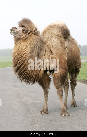 Aller à pied de chameau de Bactriane humour animaux vivant plus grand désert ralentisseurs des pattes entre rue rue piétonne entre fier haught Banque D'Images