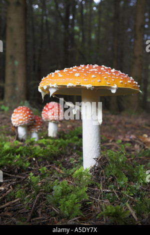 Agaric fly (Amanita muscaria), organe de fructification, Allemagne Banque D'Images