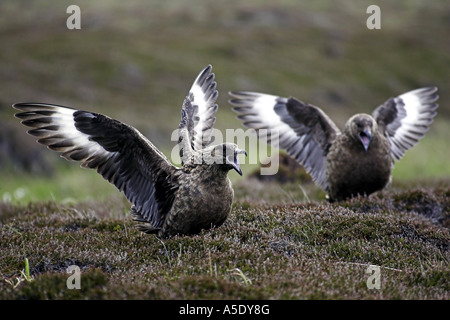 Grand labbe (Stercorarius skua), la position de tenir à distance, Royaume-Uni, Ecosse, Vogelkolnie Banque D'Images