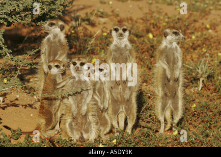À queue fine, suricate (Suricata suricatta) suricates, pèlerin de la famille suricate sun, Afrique du Sud, Northern Cape, Kalahari, Kgal Banque D'Images