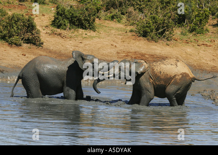 L'éléphant africain (Loxodonta africana), les jeunes taureaux éléphants jouer combats, Afrique du Sud, Northern Cape, Kalahari, Tra Kgalagadi Banque D'Images