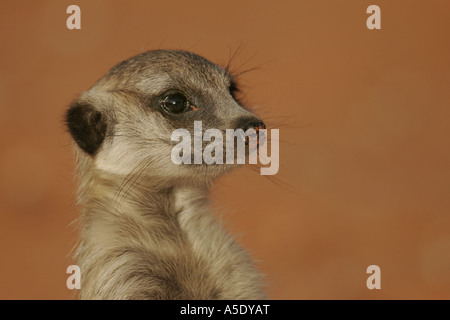 À queue fine, suricate (Suricata suricatta) suricates, portrait, Afrique du Sud, Northern Cape, Kalahari, Kgalagadi Transfrontier Banque D'Images