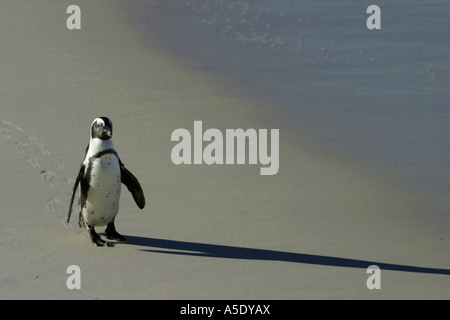 Jackass penguin, manchot, le putois (Spheniscus demersus), walking on beach, Afrique du Sud, Western Cape, Sim Banque D'Images