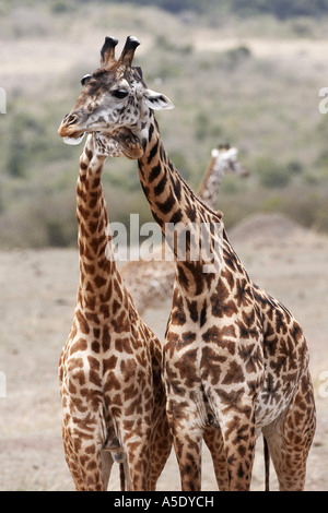 Les Masais Girafe (Giraffa camelopardalis tippelskirchi), deux individus, Kenya, Masai Mara National Reserve Banque D'Images