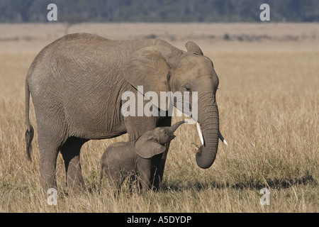 L'éléphant africain (Loxodonta africana), la mère et les jeunes, Kenya, Masai Mara National Reserve Banque D'Images