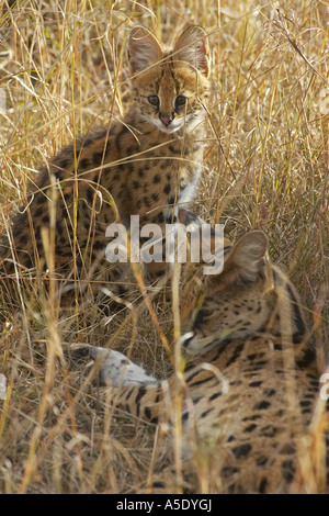 Serval (Leptailurus serval cat, Felis serval), avec les jeunes, Kenya, Masai Mara National Reserve Banque D'Images