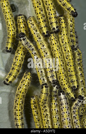 Large White (Pieris brassicae), des chenilles Banque D'Images