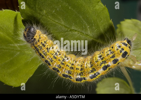 Large White (Pieris brassicae), Caterpillar Banque D'Images