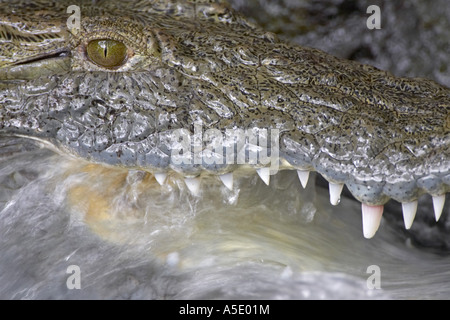 Le crocodile du Nil (Crocodylus niloticus), portrait, au Kenya, le parc national de Tsavo Ouest Banque D'Images