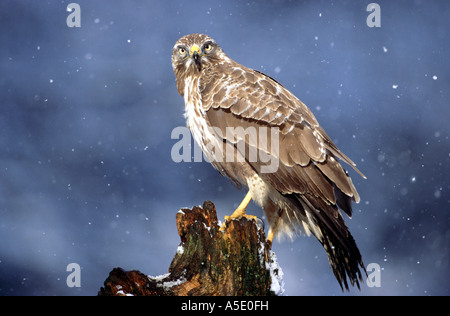 Eurasian buzzard (Buteo buteo), sur une forêt en hiver brach, Allemagne, Hesse Banque D'Images