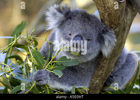 Koala, Le Koala (Phascolarctos cinereus), l'alimentation, de l'Australie, Victoria, l'île Kangourou Banque D'Images