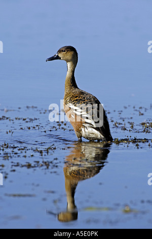 L'errance (Dendrocygna arcuata), debout dans l'eau, de l'Australie, Territoire du Nord, le parc national de Kakadu Banque D'Images