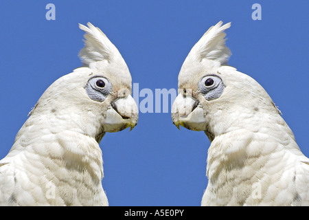 Peu de Corella (Cacatua sanguinea), portrait de deux personnes, l'Australie, Territoire du Nord, Litchfield NP Banque D'Images