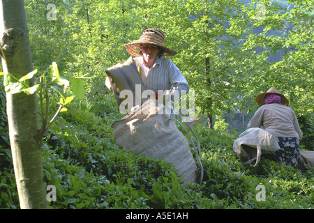 Usine de thé (Camellia sinensis, Thea sinensis, Camellia sinensis var. assamica, Thea assamica), plateau récolteuse sur une plantation de thé Banque D'Images