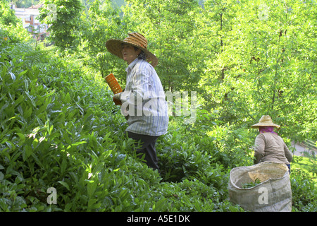 Usine de thé (Camellia sinensis, Thea sinensis, Camellia sinensis var. assamica, Thea assamica), l'ensileuse au travail, la Turquie, Schwar Banque D'Images