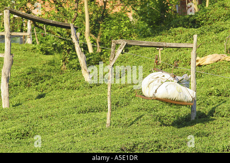Usine de thé (Camellia sinensis, Thea sinensis, Camellia sinensis var. assamica, Thea assamica), sac avec les feuilles de thé exerçant Banque D'Images