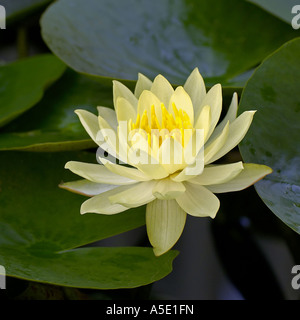 Nénuphar mexicain, banane, NÉNUPHAR nénuphar jaune (Nymphaea mexicana), seul blossom Banque D'Images