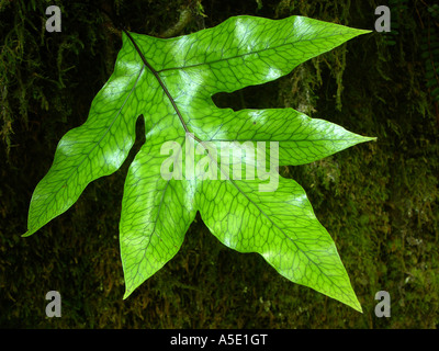 Firewheel Stenocarpus sinuatus (arbre), feuille, 1 Banque D'Images