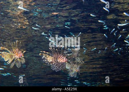 Poisson PTEROIS VOLITANS redfire firefish poisson lion lion dans turkeyfish paysage récifs coralliens de la baie de Naama HADABA Sharm El Sheikh Égypte Banque D'Images