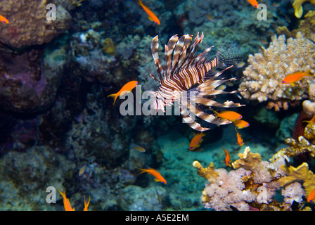 Poisson PTEROIS VOLITANS redfire firefish poisson lion lion dans turkeyfish paysage récifs coralliens de la baie de Naama HADABA Sharm El Sheikh Égypte Banque D'Images