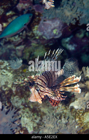 Poisson PTEROIS VOLITANS redfire firefish poisson lion lion dans turkeyfish paysage récifs coralliens de la baie de Naama HADABA Sharm El Sheikh Égypte Banque D'Images