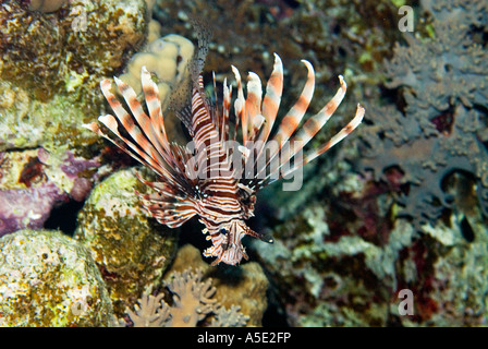 Poisson PTEROIS VOLITANS redfire firefish poisson lion lion dans turkeyfish paysage récifs coralliens de la baie de Naama HADABA Sharm El Sheikh Égypte Banque D'Images