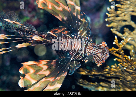 Poisson PTEROIS VOLITANS redfire firefish poisson lion lion dans turkeyfish paysage récifs coralliens de la baie de Naama HADABA Sharm El Sheikh Égypte Banque D'Images