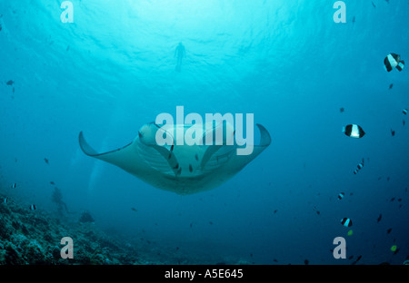 Manta Ray avec des plongeurs en scaphandre autonome dans les récifs coralliens, Manta birostris Banque D'Images