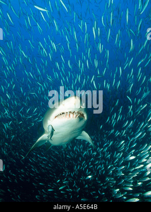 Dangereux à sand tiger shark, Carcharias taurus, North Carolina USA Banque D'Images