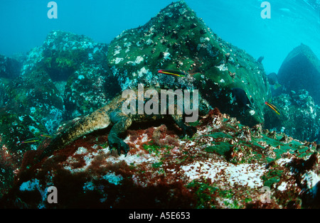 Iguane marin se nourrissant d'algues dans l'eau, l'Amblyrhynchus cristatus, Galapagos Banque D'Images