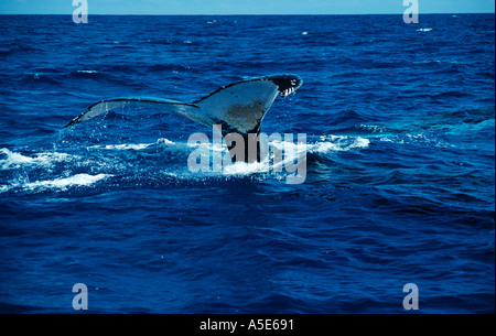 Fluke queue d'une baleine à bosse, Megaptera novaeangliae Banque D'Images