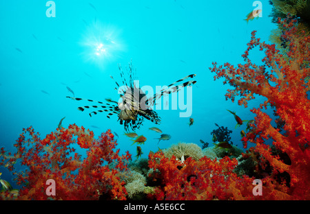 Poisson-papillon rouge dans les récifs coralliens colorés, Pterois volitans, Mer Rouge Banque D'Images