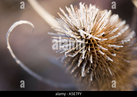 Cardère commune Dipsacus silvestris givrée Banque D'Images