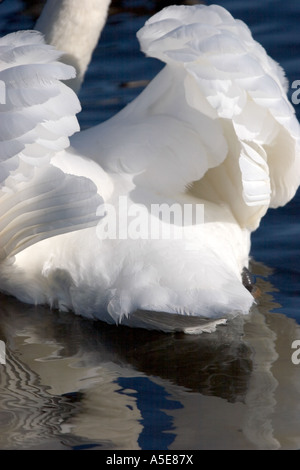 Cygne muet avec les extensions relevées dans la posture de menace en colère Banque D'Images