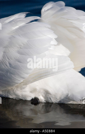 Détail de plumes de cygne tuberculé Banque D'Images