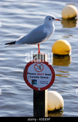 Seagull assis sur ne pas nourrir les oiseaux sign Banque D'Images