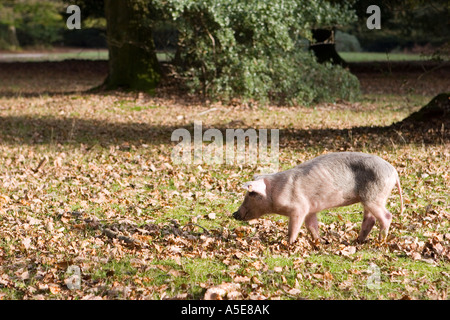 Porcelet à New Forest, en Angleterre Banque D'Images