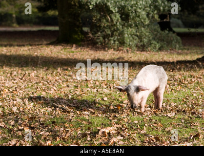 Porcelet à New Forest, en Angleterre Banque D'Images