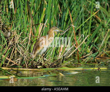 Heron Ardeola ralloides sqacco, , pêche, l'Espagne, l'Rallenreiher Banque D'Images