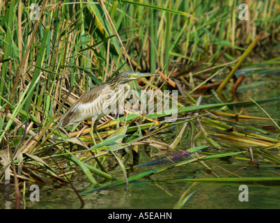 Heron Ardeola ralloides sqacco, , pêche, l'Espagne, l'Rallenreiher Banque D'Images