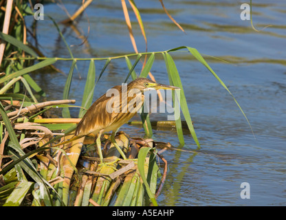 Heron Ardeola ralloides sqacco, , pêche, l'Espagne, l'Rallenreiher Banque D'Images