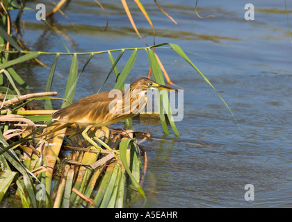 Heron Ardeola ralloides sqacco, , pêche, l'Espagne, l'Rallenreiher Banque D'Images