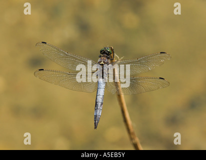 Queue noire libellule Orthetrum cancellatum Skimmer Großer Blaupfeil, mâle Banque D'Images