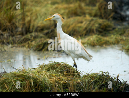 Héron garde-boeuf, Bubulcus ibis, Kuhreiher, Spanien Banque D'Images